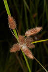 Sturdy bulrush